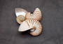 Natural Nautilus Seashell Half Cut Pairs Nautilus Pompilius (1 shell PAIR approx. 4+ inches) Shells for crafting and collections!