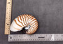 Natural Nautilus Seashell Half Cut Pairs Nautilus Pompilius (1 shell PAIR approx. 4+ inches) Shells for crafting and collections!