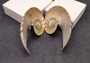 Natural Nautilus Seashell Half Cut Pairs Nautilus Pompilius (1 shell PAIR approx. 4+ inches) Shells for crafting and collections!