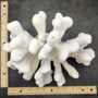 White Catspaw Coral Cluster Pocillopora Palifera (1 coral approx. 11L x 7H x 8D inches) Large White Coral for home décor & collecting! Copyright 2026 SeaShellSupply.com.