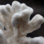 White Catspaw Coral Cluster Pocillopora Palifera (1 coral approx. 11L x 7H x 8D inches) Large White Coral for home décor & collecting! Copyright 2026 SeaShellSupply.com.