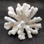 White Catspaw Coral Cluster Pocillopora Palifera (1 coral approx. 11L x 7H x 8D inches) Large White Coral for home décor & collecting! Copyright 2026 SeaShellSupply.com.
