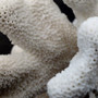White Catspaw Coral Cluster Pocillopora Palifera (1 coral approx. 11L x 7H x 8D inches) Large White Coral for home décor & collecting! Copyright 2026 SeaShellSupply.com.