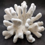 White Catspaw Coral Cluster Pocillopora Palifera (1 coral approx. 11L x 7H x 8D inches) Large White Coral for home décor & collecting! Copyright 2026 SeaShellSupply.com.