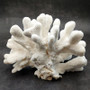 White Catspaw Coral Cluster Pocillopora Palifera (1 coral approx. 11L x 7H x 8D inches) Large White Coral for home décor & collecting! Copyright 2026 SeaShellSupply.com.