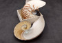 Natural Nautilus Seashell Right Cut Single Half Nautilus Pompilius (1 HALF shell approx. 6+ inches) Shells for crafts and collections!