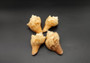Carved Conch Seashell Antelope (1 shell approx. 3+ inches) Carved Antelope Conch Shells for coastal crafting gifting display & collecting!