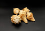 Carved Conch Shell Love Birds (1 shell approx. 3+ inches) Conch shells for coastal crafting display & collecting!