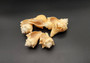 Carved Conch Shell Love Birds (1 shell approx. 3+ inches) Conch shells for coastal crafting display & collecting!