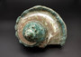 Giant Banded Turbo Shell Turbo Marmoratus (1 shell approx. 7L x 4.5H x 6D inches) Great shells for coastal decor, & collections!