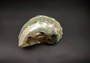 Giant Banded Turbo Shell Turbo Marmoratus (1 shell approx. 7L x 4.5H x 6D inches) Great shells for coastal decor, & collections!
