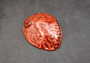 Polished Pearl Red Dyed Abalone Midas Shell Haliotis Midae (1 shell approx. 5+ inches) Red tinted shell for display projects & collecting!