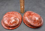 Polished Pearl Red Dyed Abalone Midas Shell Haliotis Midae (1 shell approx. 5+ inches) Red tinted shell for display projects & collecting!