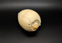 Large Crowned Baler Seashell Tan Voluta Diadema (1 shell approx. 6+ inches) Big Tan Crowned Volute Baler for coastal home décor & display!