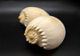Large Crowned Baler Seashell Tan Voluta Diadema (1 shell approx. 6+ inches) Big Tan Crowned Volute Baler for coastal home décor & display!