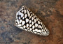 Marbled Cone Seashell - Conus Marmoreus - (1 shell approx. 2.5 - 3 inches). One shell with a black base and white spots. Copyright 2022 SeaShellSupply.com.