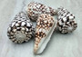 Marbled Cone Seashell - Conus Marmoreus - (1 shell approx. 2.5 - 3 inches). One shell with a black base and white spots. Copyright 2022 SeaShellSupply.com.