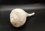 Left Handed Lightning Whelk Busycon Contrarium (1 shell approx. 10+ inches) Large shells for coastal crafting décor & collections!