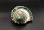 Giant Banded Turbo Shell Turbo Marmoratus (1 shell approx. 7L x 4.5H x 6.5D inches) Great shells for coastal decor, & collections!
