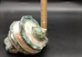 Giant Banded Turbo Shell Turbo Marmoratus (1 shell approx. 7L x 4.5H x 6.5D inches) Great shells for coastal decor, & collections!
