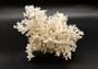 White Lace Coral Large Cluster Pocillopora Damicornis (1 coral approx. 8L x 5H X 10D inches) Unique Addition to Any Nautical Display!