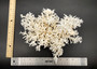 White Lace Coral Large Cluster Pocillopora Damicornis (1 coral approx. 8L x 5H X 10D inches) Unique Addition to Any Nautical Display!