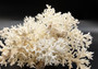 White Lace Coral Large Cluster Pocillopora Damicornis (1 coral approx. 8L x 5H X 10D inches) Unique Addition to Any Nautical Display!