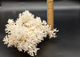 White Lace Coral Large Cluster Pocillopora Damicornis (1 coral approx. 9.5L x 5.5H x 8D inches) Unique Addition to Any Nautical Display! Copyright 2026 SeaShellSupply.com.