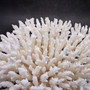 White Lace Coral Large Cluster Pocillopora Damicornis (1 coral approx. 9.5L x 5.5H x 8D inches) Unique Addition to Any Nautical Display! Copyright 2026 SeaShellSupply.com.