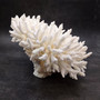 White Lace Coral Large Cluster Pocillopora Damicornis (1 coral approx. 9.5L x 5.5H x 8D inches) Unique Addition to Any Nautical Display! Copyright 2026 SeaShellSupply.com.