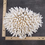 White Lace Coral Large Cluster Pocillopora Damicornis (1 coral approx. 9.5L x 5.5H x 8D inches) Unique Addition to Any Nautical Display! Copyright 2026 SeaShellSupply.com.
