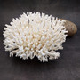 White Lace Coral Large Cluster Pocillopora Damicornis (1 coral approx. 9.5L x 5.5H x 8D inches) Unique Addition to Any Nautical Display! Copyright 2026 SeaShellSupply.com.