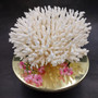 White Lace Coral Large Cluster Pocillopora Damicornis (1 coral approx. 9.5L x 5.5H x 8D inches) Unique Addition to Any Nautical Display! Copyright 2026 SeaShellSupply.com.