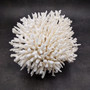 White Lace Coral Large Cluster Pocillopora Damicornis (1 coral approx. 9.5L x 5.5H x 8D inches) Unique Addition to Any Nautical Display!
