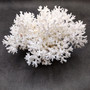 White Lace Coral Large Cluster Pocillopora Damicornis (1 coral approx. 9.5L x 5.5H x 8D inches) Unique Addition to Any Nautical Display!