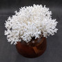 White Lace Coral Large Cluster Pocillopora Damicornis (1 coral approx. 9.5L x 5.5H x 8D inches) Unique Addition to Any Nautical Display!