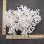 White Lace Coral Large Cluster Pocillopora Damicornis (1 coral approx. 9.5L x 5.5H x 8D inches) Unique Addition to Any Nautical Display!