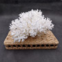White Lace Coral Large Cluster Pocillopora Damicornis (1 coral approx. 9.5L x 5.5H x 8D inches) Unique Addition to Any Nautical Display!