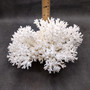 White Lace Coral Large Cluster Pocillopora Damicornis (1 coral approx. 9.5L x 5.5H x 8D inches) Unique Addition to Any Nautical Display!