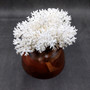 White Lace Coral Large Cluster Pocillopora Damicornis (1 coral approx. 9.5L x 5.5H x 8D inches) Unique Addition to Any Nautical Display!