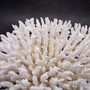 White Lace Coral Large Cluster Pocillopora Damicornis (1 coral approx. 9.5L x 5.5H x 8D inches) Unique Addition to Any Nautical Display! Copyright 2026 SeaShellSupply.com.