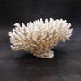 White Lace Coral Large Cluster Pocillopora Damicornis (1 coral approx. 9.5L x 5.5H x 8D inches) Unique Addition to Any Nautical Display! Copyright 2026 SeaShellSupply.com.