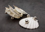 Silver Edged Scallop Seashell Dish Pecten Maximus (1 dish approx. 4.5+ inches) OBLONG PATTERN scallop shell dish for a coastal home! Copyright 2025 SeaShellSupply.com.