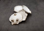 Silver Edged Scallop Seashell Dish Pecten Maximus (1 dish approx. 4.5+ inches) OBLONG PATTERN scallop shell dish for a coastal home! Copyright 2025 SeaShellSupply.com.