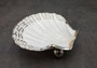 Silver Edged Scallop Seashell Dish Pecten Maximus (1 dish approx. 4.5+ inches) OBLONG PATTERN scallop shell dish for a coastal home! Copyright 2025 SeaShellSupply.com.