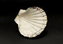 Silver Edged Scallop Seashell Dish Pecten Maximus (1 dish approx. 4.5+ inches) RECTANGLE PATTERN scallop shell dish for a coastal home!