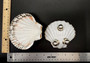 Silver Edged Scallop Seashell Dish Pecten Maximus (1 dish approx. 4.5+ inches) RECTANGLE PATTERN scallop shell dish for a coastal home!