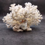 White Lace Coral Large Cluster Pocillopora Damicornis (1 coral approx 8.25L x 4.75H x 7D inches) White Lace Coral Cluster for home décor! Copyright 2026 SeaShellSupply.com.