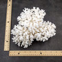 White Lace Coral Large Cluster Pocillopora Damicornis (1 coral approx 8.25L x 4.75H x 7D inches) White Lace Coral Cluster for home décor! Copyright 2026 SeaShellSupply.com.