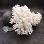 White Lace Coral Large Cluster Pocillopora Damicornis (1 coral approx 8.25L x 4.75H x 7D inches) White Lace Coral Cluster for home décor! Copyright 2026 SeaShellSupply.com.